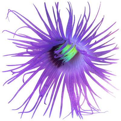 红须绿芯千手佛软体珊瑚活体