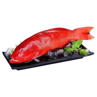 探味岛深海东星斑鲜活冷冻冰鲜海鱼燕尾斑石斑鱼海鲜水产红斑鱼