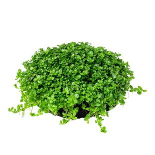 前景水草矮珍珠小坨草缸鱼缸造景水培植物阴性新手懒人淡水