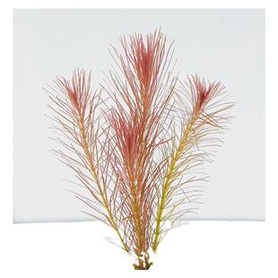 红松尾绿松尾水草自养水下叶草缸造景中后景水草阳性水草红色水草