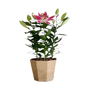 亲爱的绿植 百合花盆栽香水百合室内阳台办公室四季好养观花绿植