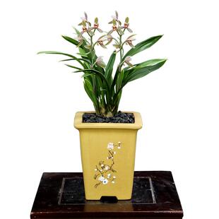 翁源兰花喜花里四季建兰禅月达摩带花浓香型好养室内绿植花卉盆栽