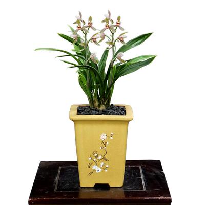 翁源兰花四季建兰禅月达摩开花香