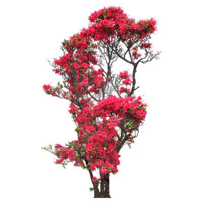 映山红树苗老桩杜鹃花盆栽花