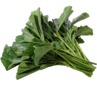 糯米冬寒菜种籽冬苋菜种子高钙菜秋冬耐寒四季盆栽田园蔬菜种孑