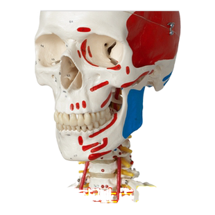 ENOVO颐诺医学170CM人体骨骼模型肌肉骨架标本解剖脊柱骨科教学模具健身康复瑜伽培训骨骼科医学中医针灸仿生