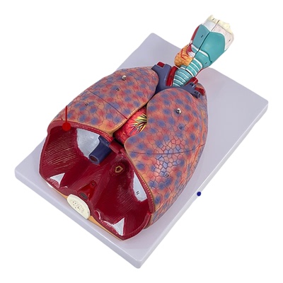 美善模型甲状腺喉心肺心脏教具
