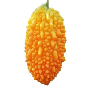 金赖瓜种子赖葡萄金铃子癞瓜籽春季水果种子夏秋四季盆栽蔬菜种子