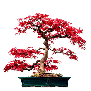 日本红枫青枫四季园艺树形盆栽盆景易活观赏植物庭院卧室新花种子