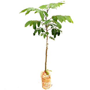 龙眼树苗桂圆苗嫁接苗石硖龙眼储良龙眼四季可种南方果苗地栽庭院