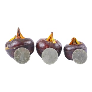 广东乐昌新鲜马蹄荸荠大果鲜脆现挖正宗北乡水果特产新鲜直供包邮