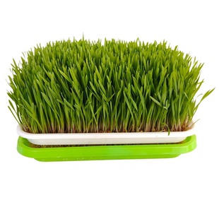 2025新小麦发麦苗生麦芽做麦芽糖榨汁磨面农家小麦种子大麦燕麦粒