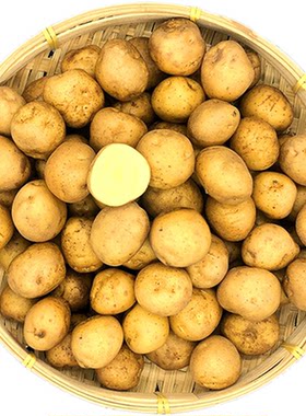 恩施小土豆马尔科老品种新鲜现挖