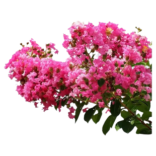 紫薇树苗庭院紫薇花树苗红火箭百日红树苗紫微花树苗风景花木树苗