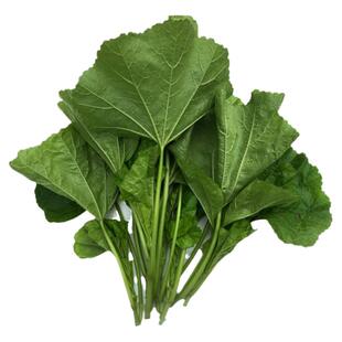 四川冬寒菜新鲜农家冬汉菜冬涵菜马蹄菜冬苋菜时令蔬菜叶菜糯米菜