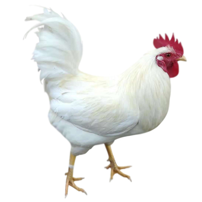 散养纯白无杂毛会叫全白公鸡活体