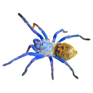 委内瑞拉红绿橙蜘蛛新手入门级宠物活体爬宠蜘蛛好养可爱色彩艳丽