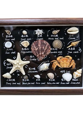 天然贝壳海星标本实木装裱相框