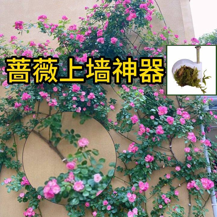 花墙固定器爬藤月季墙面钉植物攀爬牵引神器户外庭院粗糙蔷薇卡扣