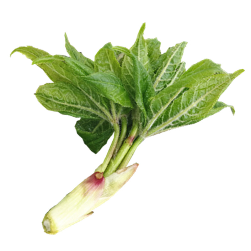 东北长白山野菜刺五加新鲜