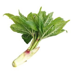 东北长白山野菜刺五加新鲜冷冻嫩芽坎拐棒子老虎潦包邮产地发货