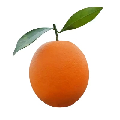 正宗赣南脐橙当天现摘现发