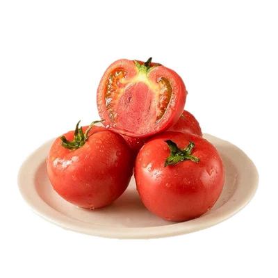 正宗西红柿普罗旺斯新鲜现摘当季蔬菜自然熟沙瓤大小番茄生吃水果