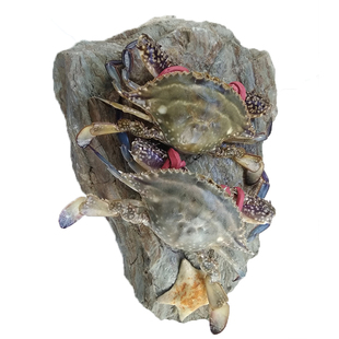 大连海鲜姑娘二母插旗满膏黄三角飞蟹新鲜渤海螃蟹鲜活东港梭子蟹