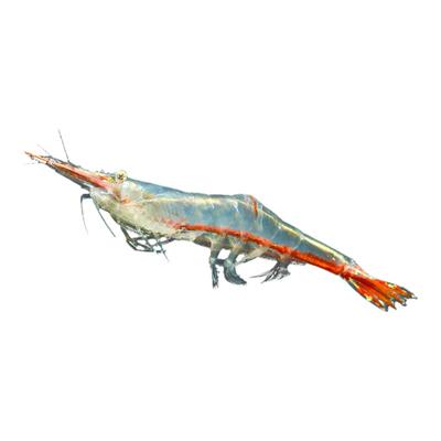 水族乡红鼻子枪虾小型淡水观赏