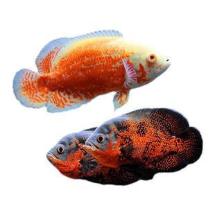 地图鱼观赏鱼活鱼奥图黑黄金精品白中大型鱼苗幼苗血麒麟猪仔花猪