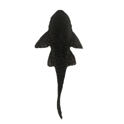 垃圾鱼清道夫清洁女王清缸鱼