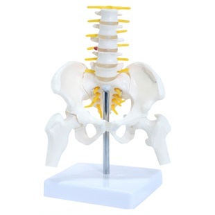 动态腰椎骨盆骨骼模型女性全关节可动迷你小盆骨医用人体康复教具