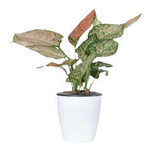 如意皇后花盆栽吉利红万年红火植物室内水培绿植花卉四季观叶盆景