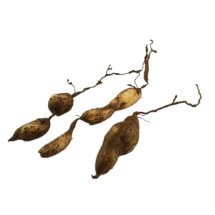 三叶青浙江雁荡山新鲜中药材正品250g金线吊葫芦采药人正宗