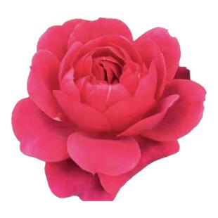 绝色果汁阳台月季花苗开花玫瑰室内阳台盆栽四季好养花卉绿植树苗