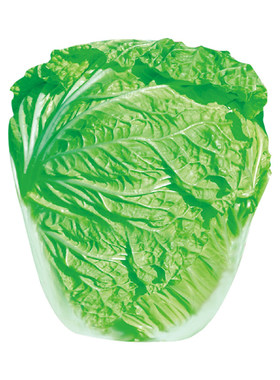 四季蔬菜种子适合夏季种的种菜籽