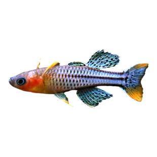 阿鲁型珍珠燕子鱼橘色桔色大帆甜心燕子美人小型热带鱼观赏鱼活体