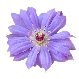 铁线莲天盐二类轻剪老枝重瓣新枝单瓣耐寒蓝紫仙气重瓣适南北易活