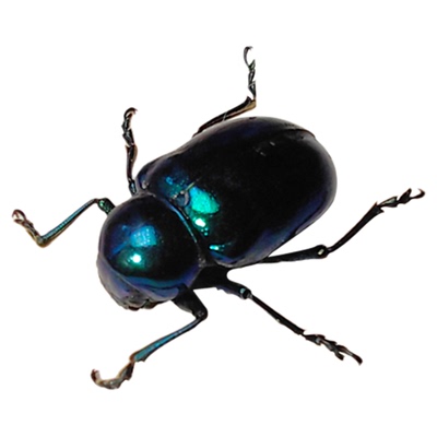 未整姿昆虫蓝叶甲DIY材料