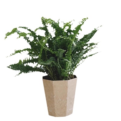 波士顿蕨桌面室内净化空气绿植