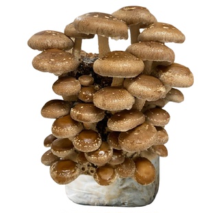 家庭蘑菇菌包菌菇种植包平菇香菇灵芝磨菇种金针菇可食用家种