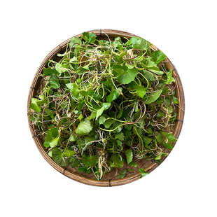 新鲜积雪草广东阳春发货深山采挖雷公根崩大碗马蹄菜煲汤榨汁煮水