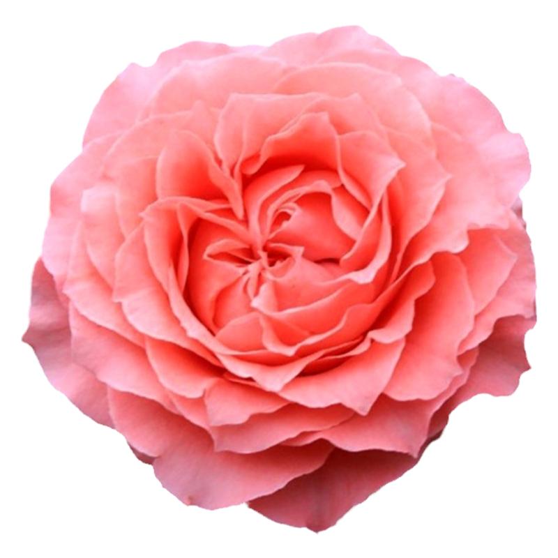 欧月珊瑚果冻月季花苗大花浓香四月季/蔷薇/玫瑰