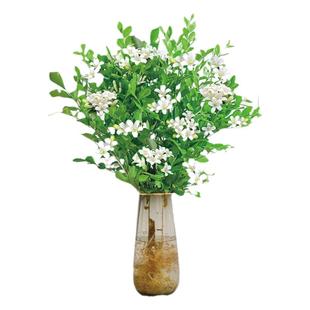 九里香水培盆栽苗办公室内桌面七里香绿植物千里眼四季好养开花卉