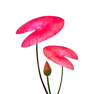 秘鲁夜开睡莲ADA红莲血红虎斑鱼缸水草活体红色稀有高端新品淡水