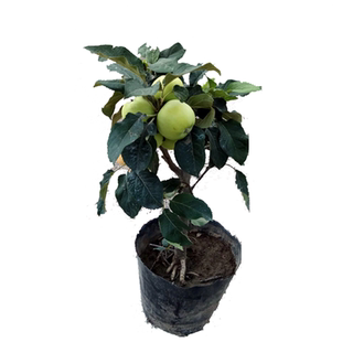 矮化苹果树苗室内外种植盆栽阳台盆景老桩水果树桩当年结果红富士