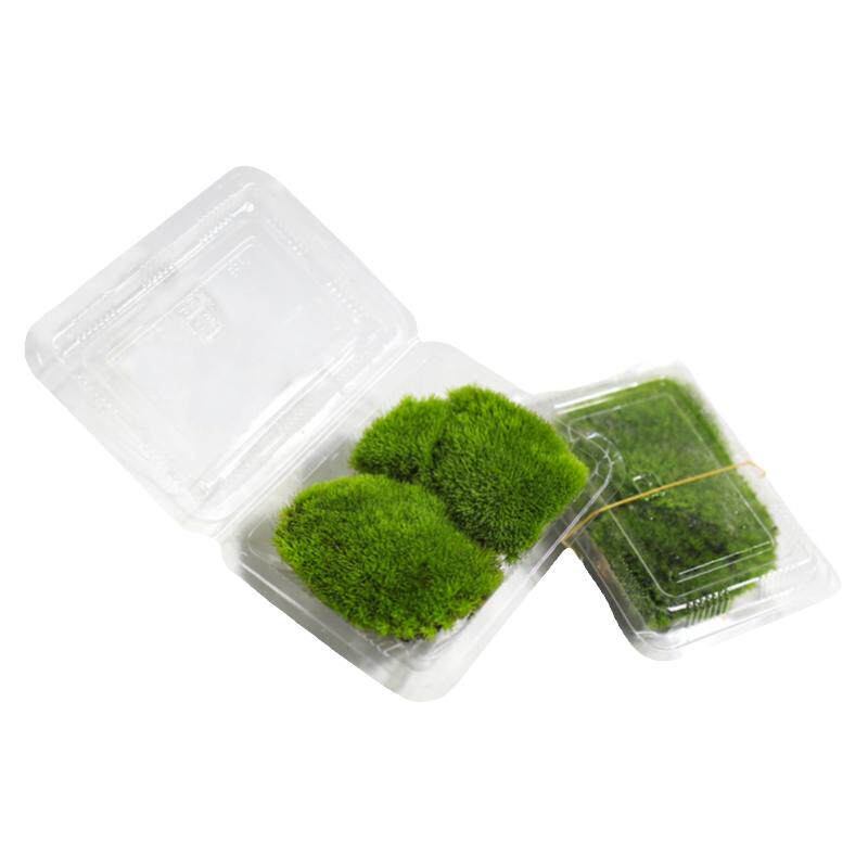 鲜活苔藓白发藓小灰短绒青苔微景观生态瓶水陆缸造景植物盆栽庭院