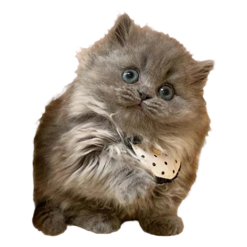 网红猫同款繁育基地直售