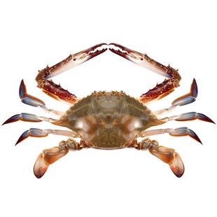 产地直发 舟山梭子蟹新鲜冷冻超大 液氮海螃蟹水产海蟹白蟹飞蟹