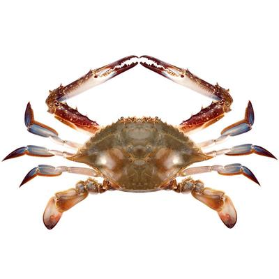 产地直发舟山梭子蟹新鲜冷冻
